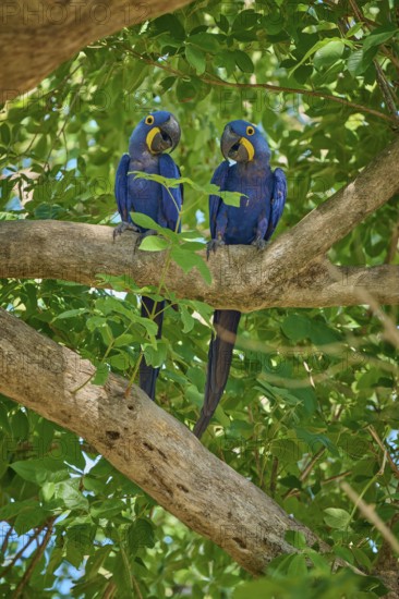 Two Hyacinth Macaws showing affectionate behaviour on a tree, Hyacinth Macaw (Anodorhynchus hyacinthinus), Pantanal, UNESCO Biosphere Reserve, World Heritage Site, Mato Grosso, Brazil