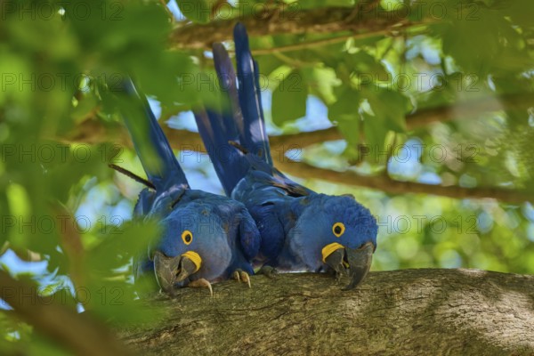 Two Hyacinth Macaws on a branch, surrounded by green leaves and bright daylight, Hyacinth Macaw (Anodorhynchus hyacinthinus), Pantanal, UNESCO Biosphere Reserve, World Heritage Site, Mato Grosso, Brazil