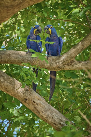 A pair of Hyacinth Macaws sitting close together on a branch, Hyacinth Macaw (Anodorhynchus hyacinthinus), Pantanal, UNESCO Biosphere Reserve, World Heritage Site, Mato Grosso, Brazil