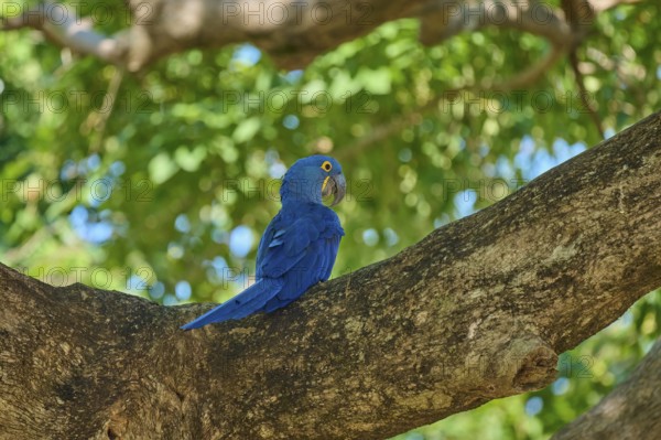 A blue hyacinth macaw sits patiently on a thick branch, Hyacinth Macaw (Anodorhynchus hyacinthinus), Pantanal, UNESCO Biosphere Reserve, World Heritage Site, Mato Grosso, Brazil