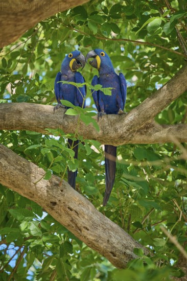 Two Hyacinth Macaws sitting on a tree and gently touching their beaks, Hyacinth Macaw (Anodorhynchus hyacinthinus), Pantanal, UNESCO Biosphere Reserve, World Heritage Site, Mato Grosso, Brazil