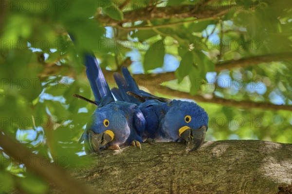 Two Hyacinth Macaws sitting next to each other on a branch, surrounded by sunlit leaves, Hyacinth Macaw (Anodorhynchus hyacinthinus), Pantanal, UNESCO Biosphere Reserve, World Heritage Site, Mato Grosso, Brazil