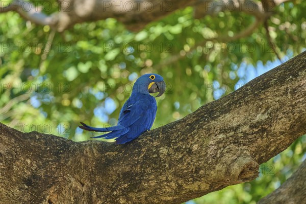 A Hyacinth Macaw sitting on a branch surrounded by light-coloured foliage, Hyacinth Macaw (Anodorhynchus hyacinthinus), Pantanal, UNESCO Biosphere Reserve, World Heritage Site, Mato Grosso, Brazil