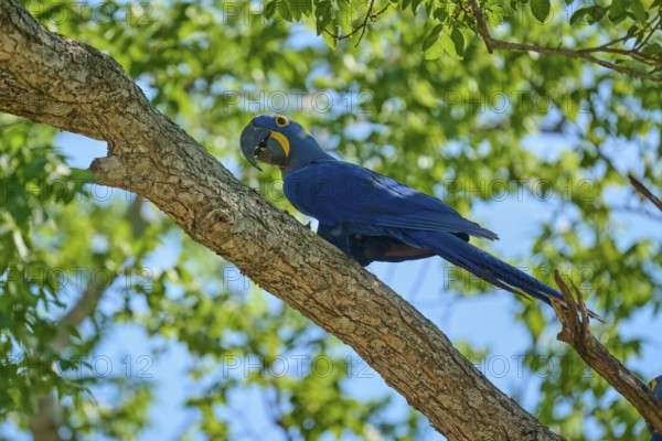 Blue Hyacinth Macaw sitting on a tree branch with sunny background, Hyacinth Macaw (Anodorhynchus hyacinthinus), Pantanal, UNESCO Biosphere Reserve, World Heritage Site, Mato Grosso, Brazil