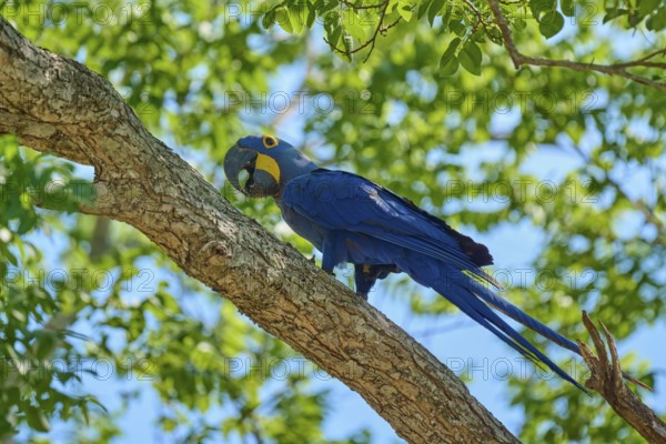 A blue macaw sits on a high branch, surrounded by leafy branches and tropical atmosphere, Hyacinth Macaw (Anodorhynchus hyacinthinus), Pantanal, UNESCO Biosphere Reserve, World Heritage Site, Mato Grosso, Brazil