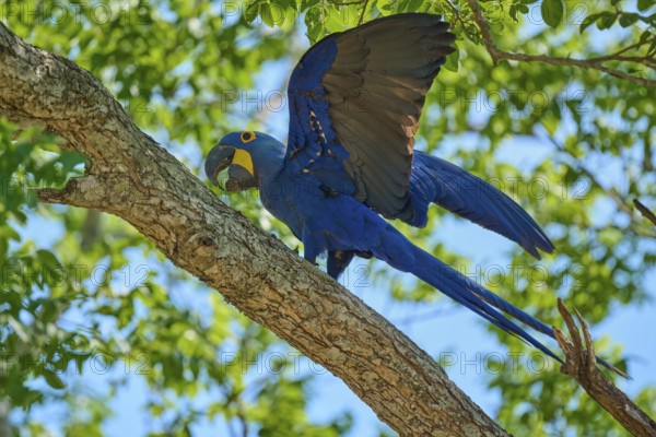 A blue macaw spreads its wings on a branch, embedded in a tropical environment, Hyacinth Macaw (Anodorhynchus hyacinthinus), Pantanal, UNESCO Biosphere Reserve, World Heritage Site, Mato Grosso, Brazil