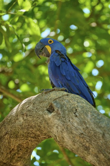A macaw sits on a tree, surrounded by green leaves, in a tropical setting, Hyacinth Macaw (Anodorhynchus hyacinthinus), Pantanal, UNESCO Biosphere Reserve, World Heritage Site, Mato Grosso, Brazil
