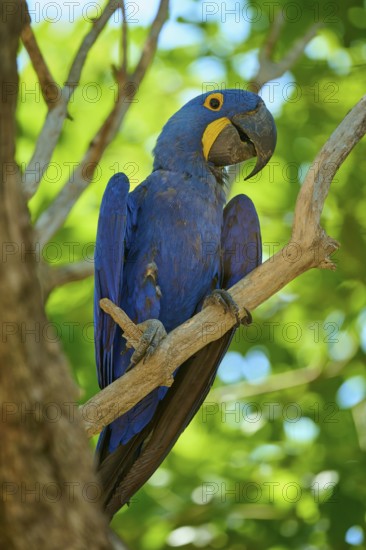 A blue macaw on a branch, surrounded by lush green leaves in a tropical environment, Hyacinth Macaw (Anodorhynchus hyacinthinus), Pantanal, UNESCO Biosphere Reserve, World Heritage Site, Mato Grosso, Brazil