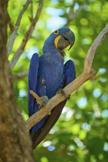 A blue macaw sits on a branch surrounded by dense green leaves in a tropical setting, Hyacinth Macaw (Anodorhynchus hyacinthinus), Pantanal, UNESCO Biosphere Reserve, World Heritage Site, Mato Grosso, Brazil