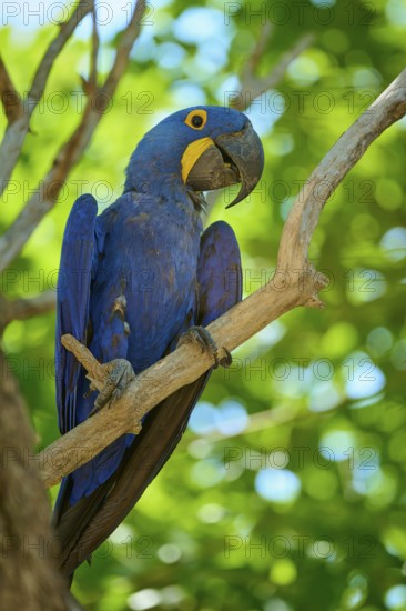 A blue macaw perched on a branch, surrounded by vivid green leaves, in a tropical setting, Hyacinth Macaw (Anodorhynchus hyacinthinus), Pantanal, UNESCO Biosphere Reserve, World Heritage Site, Mato Grosso, Brazil
