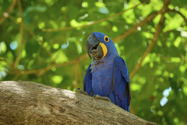A blue macaw sits alone on a branch, surrounded by green leaves, in a tropical environment, Hyacinth Macaw (Anodorhynchus hyacinthinus), Pantanal, UNESCO Biosphere Reserve, World Heritage Site, Mato Grosso, Brazil