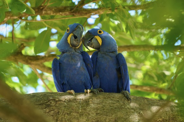 Two blue macaws sitting next to each other on a branch, surrounded by green leaves in a tropical setting, Hyacinth Macaw (Anodorhynchus hyacinthinus), Pantanal, UNESCO Biosphere Reserve, World Heritage Site, Mato Grosso, Brazil