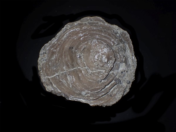 Fossil coral, petrification, Cunnolites sp., fossil, chalk, Santonium, Gosau layers, around 80 million years old, Russbach, Salzburg, Austria