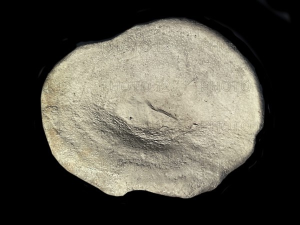 Fossil sponge, petrification, Porifera spee., fossil, campan, chalk, around 80 million years old, Höver, Lower Saxony, Germany