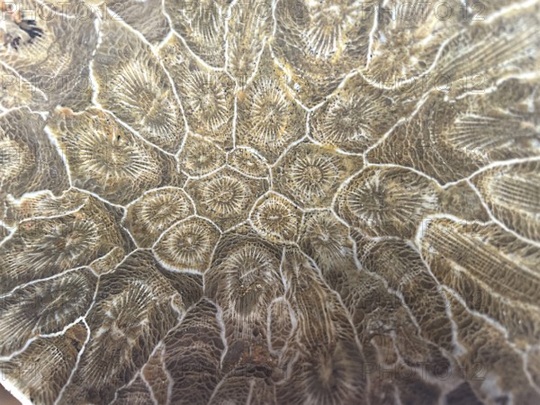 Hexagonaria hexagona, polished, polyp, coral polyp, fossil coral, fossilization, Devonian, Middle Devonian, approximately 395 million years old, Boudib, Essimour, Alnif, Morocco