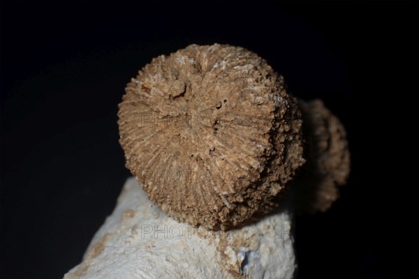 Fossil coral, petrification, Thecosmilia trichotoma., fossil, Malm, Jura, around 150 million years old, Nattheim, Baden-Württemberg, Germany