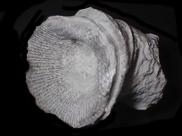 Fossil coral, petrification, cystiphyllum tenue, fossil, siluric around 430 million years old, Gotland Sweden