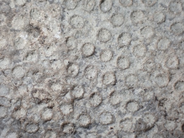 Fossil coral, petrification, Heliolites spec., fossil, Silurian about 430 million years old, Gotland, Sweden