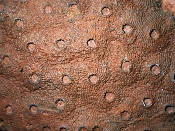 Fossil coral, petrification, Phillipsastrea cf. pineapple, fossil, Devonian around 360 million years old, Boudib, Essimour Alnif, Morocco