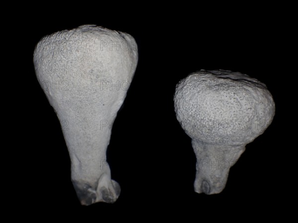 Fossil sponge, petrification, Porifera spec., fossil, campan, chalk, around 80 million years old, Höver, Lower Saxony, Germany