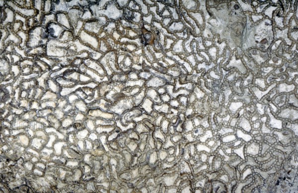 Fossil coral, petrification, Halysites spec., Silurian, around 430 million years old, Irevik, Gotland, Sweden