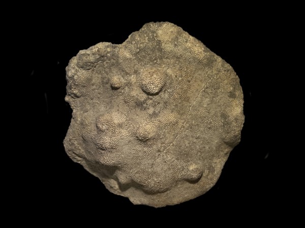 Fossil coral, petrification, Favorites spec., fossil, Silurian around 430 million years old, Gotland Sweden