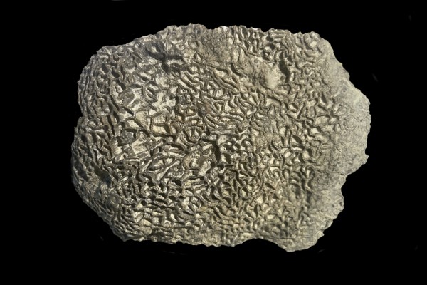 Fossil coral, petrification, Halysites spec., fossil, Silurian, around 430 million years old, Irevik, Gotland, Sweden
