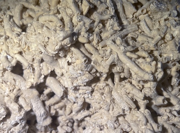 Fossil coral, petrification, Dendrophyllia candelabrum, fossil, Middle Dan, about 60 million years old, Fakse, Zealand, Sweden