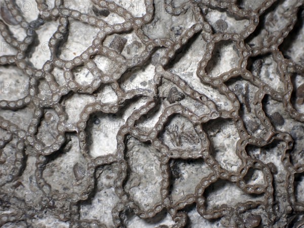 Fossil coral, petrification, Halysites Spec., Silurian, fossil, approximately 430 million years old, Irevik, Gotland, Sweden