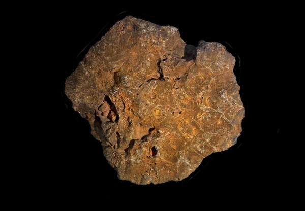 Hexagonaria hexagona, fossil coral, fossil, Devonian, Middle Devonian, approximately 395 million years old, Boudib, Essimour, Alnif, Morocco