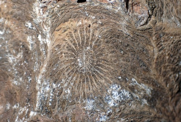 Hexagonaria hexagona, fossil coral, polyp, coral polyp, petrification, fossil, Devonian, Middle Devonian, approximately 395 million years old, Boudib, Essimour, Alnif, Morocco