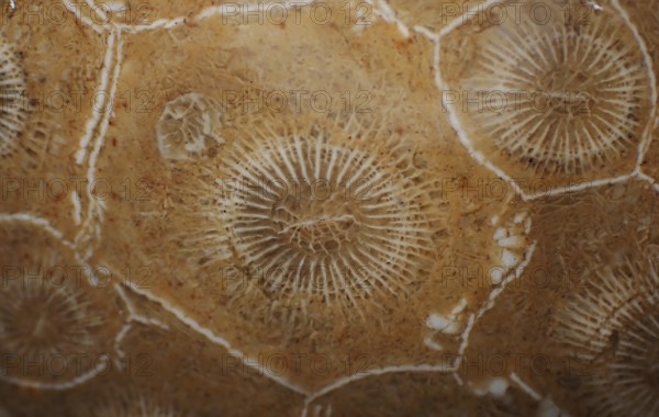Hexagonaria hexagona, polished, polyp, coral polyp, fossil coral, fossil, petrification, Devonian, Middle Devonian, approximately 395 million years old, Boudib, Essimour, Alnif, Morocco