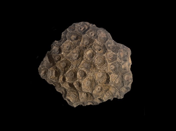 Hexagonaria hexagona, fossil coral, fossil, fossilization, Devonian, fossil, Middle Devonian, approximately 395 million years old, Boudib, Essimour, Alnif, Morocco