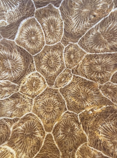 Hexagonaria hexagona, polished, polyp, coral polyp, fossil coral, fossil, petrification, Devonian, Middle Devonian, approximately 395 million years old, Boudib, Essimour, Alnif, Morocco