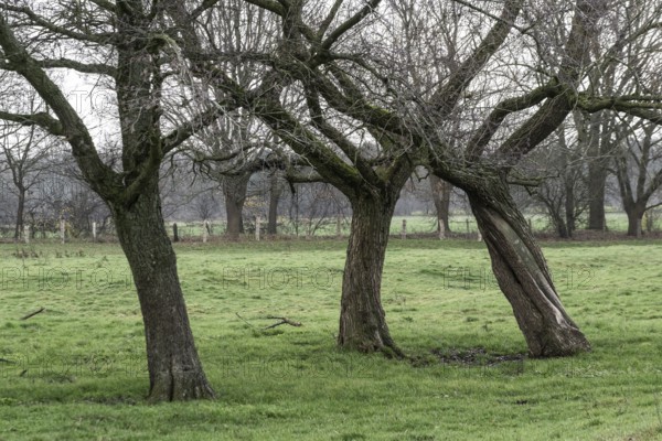 Willows (Salix) on a pasture, Emsland, Lower Saxony, Germany