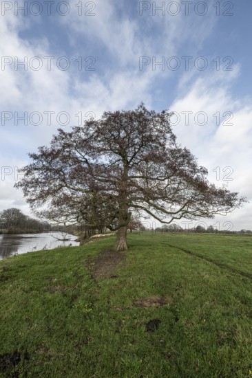 Schwarzerle an der Ems, Emsland, Lower Saxony, Germany