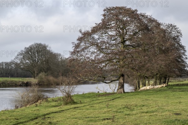 Schwarzerle an der Ems, Emsland, Lower Saxony, Germany