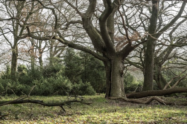 Old hut oaks (Quercus robur) and junipers (Juniperus communis), Meppener Weide, Emsland, Lower Saxony, Germany