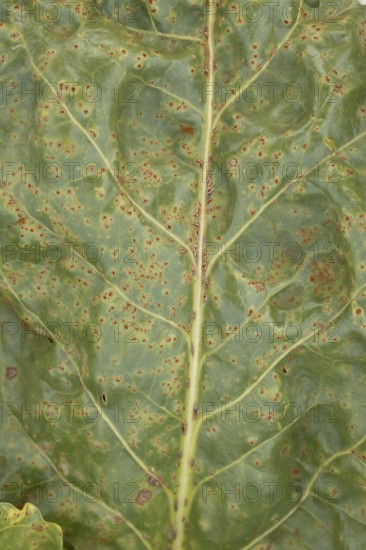 Sugar beet (Beta vulgaris) leaf with Rust (Uromyces betae) fungal plant pathogen disease, England, United Kingdom