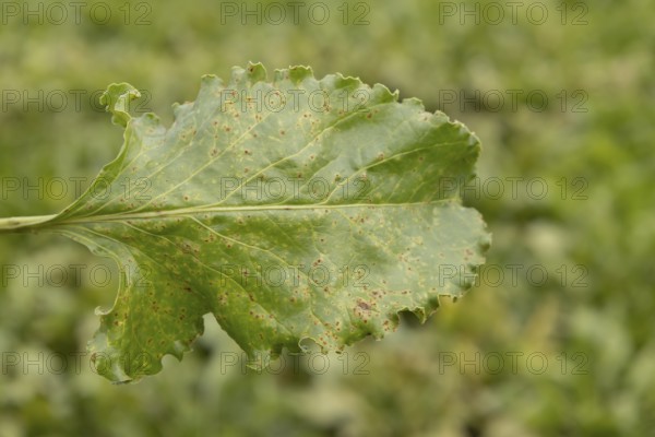 Sugar beet (Beta vulgaris) leaf with Rust (Uromyces betae) fungal plant pathogen disease, England, United Kingdom