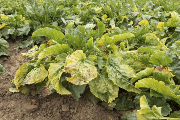 Sugar beet (Beta vulgaris) crop plants in a farm field infected with virus yellows plant pathogen, England, United Kingdom