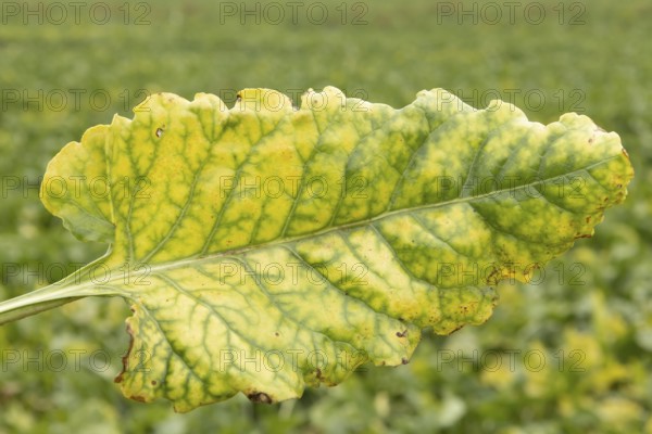Sugar beet (Beta vulgaris) crop plant leaf in a farm field infected with virus yellows plant pathogen, England, United Kingdom