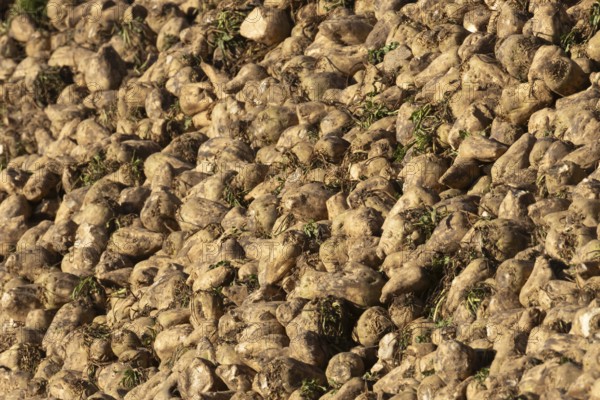 Sugar beet (Beta vulgaris) crop plant roots in a clamp or pile after harvest, England, United Kingdom