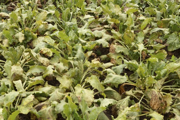 Sugar beet (Beta vulgaris) crop plants in a farm field with Rust (Uromyces betae) fungal plant pathogen disease, England, United Kingdom
