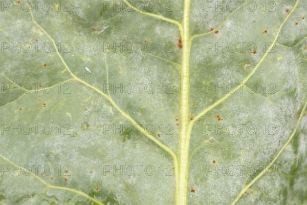 Sugar beet (Beta vulgaris) leaf with Rust (Uromyces betae) and Powdery mildew (fungal plant pathogen disease, England, United Kingdom