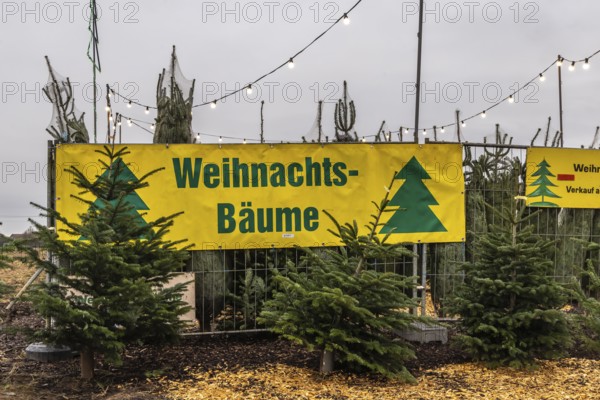 Sale of Christmas trees at a stand in Bad Wimpfen. Bad Wimpfen, Baden-Württemberg, Germany