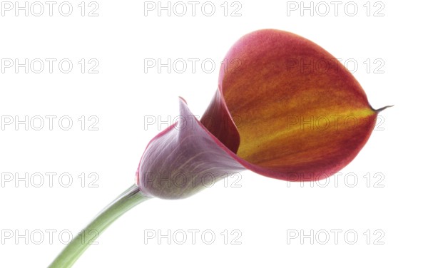 Pink Calla, Rehmann Calla (Zantedeschia rehmannii)
