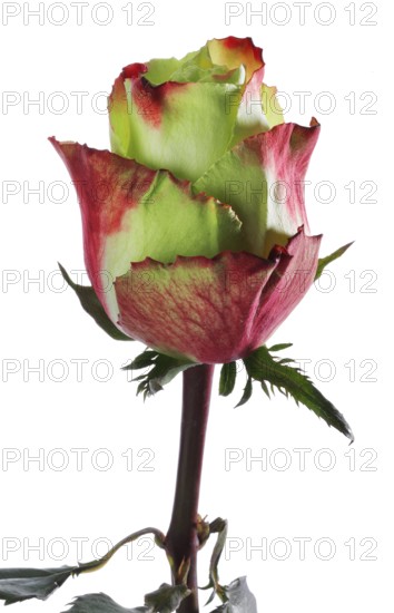 Hybrid rose (Rosa hybrida)