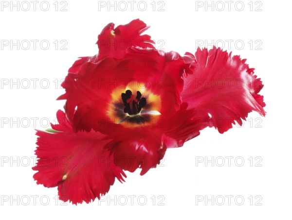 Garden tulip, Gesner's tulip, parrot tulip (Tulipa gesneriana)
