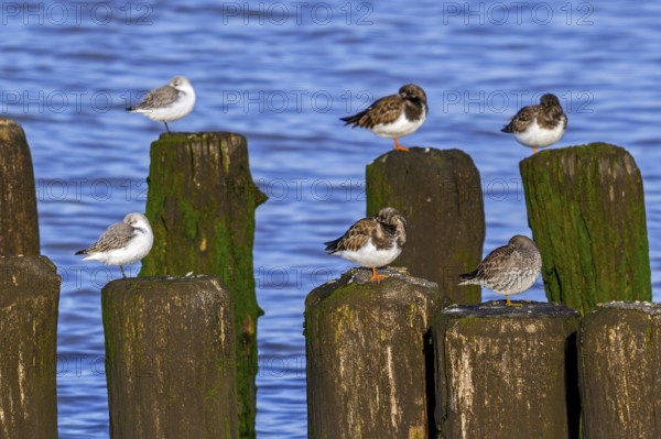 Sanderlings, ruddy turnstones and purple sandpiper in winter plumage resting on wooden breakwater, high tide refuge during flooding in late autumn